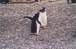 tierra del fuego - pinguins - 